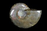 Lot: kg Iridescent, Red Flash Ammonites (-) - Pieces #82490-1